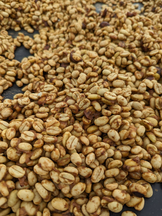 Nicaragua Fincas Mierisch Perla Negra